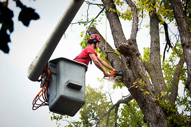 Best Tree Removal Services  in Denton, NC